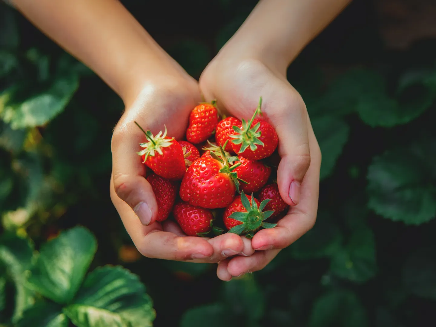 fresas solidarias